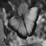 papillon-bleub